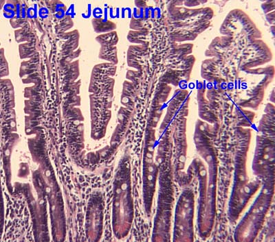 Goblet Small Intestine Histology